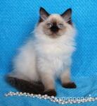 фото Невские котята из питомника Жемчуг Невы