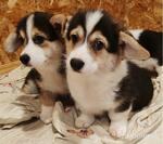 фото Вельш корги пемброк щенки трёхцветные