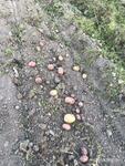 фото Продаю картофель