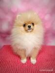фото Померанский шпиц девочка.
