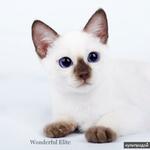 фото Тайский котенок