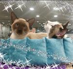 фото Нежный тайский котик