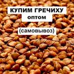 фото Выкупаем гречиху оптом, возможен самовывоз