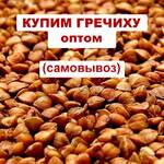 фото Приобретаем гречиху оптом, возможен самовывоз