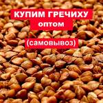 фото Скупаем гечиху оптом, возможен самовывоз