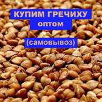 фото Купим гречиху оптом, самовывоз