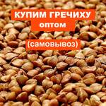фото Куплю гречиху оптом, самовывоз от 40 тонн