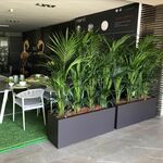 фото Озеленение офисов и помещений. Фитодизайн