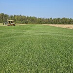фото рулонный газон