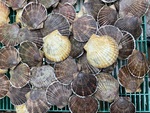 фото Живой морской гребешок (Сахалин, залив Анива) — Оптом и в розницу. Свежий вылов