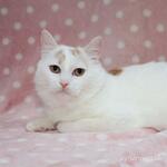 фото мия ищет себе домик