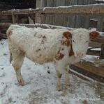 фото Телочка