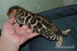 фото Бенгальские котята