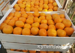 фото Мандарины оптом напрямую от производителя