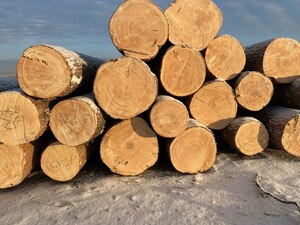 фото CибЛес