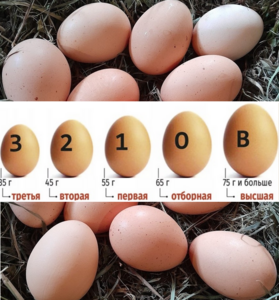 Лого Домашние Яйца Мясо Утка Курица Кролик