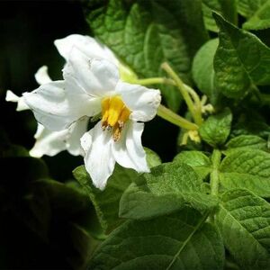 фото САтурн